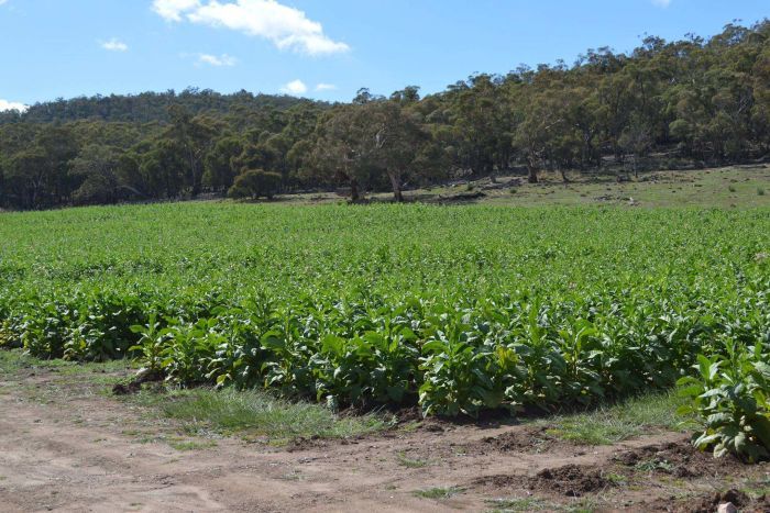 澳洲税务局助警方查获非法烟草种植农产