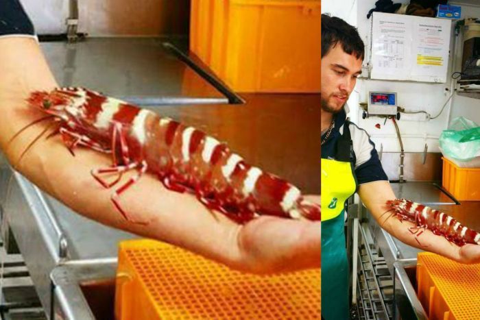 得买超大烧烤架!澳渔民捕获手臂长大虾