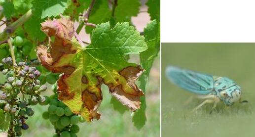 澳洲举办防控叶缘焦枯病菌对葡萄园的危害国际研讨会 澳洲举办防控叶缘焦枯病菌对葡萄园的危害国际研讨会
