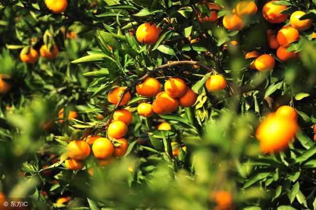 �Ĵ����Ƕ�ʧ�й��г�������һ��Ʒ�����Ȳ�ǰ�У�