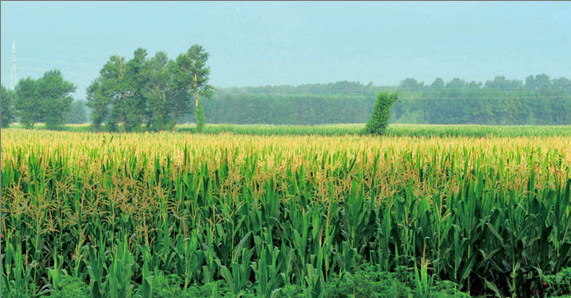 �������������������еĴ���è��