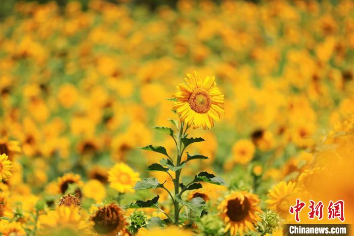 ����Ķ���տ������������š������庣 ��