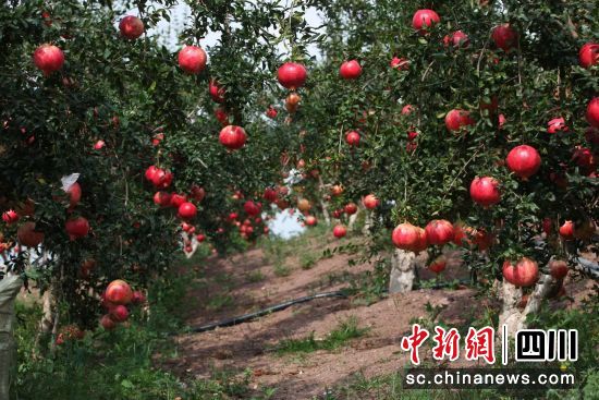 硕果石榴。(毛平摄) 硕果石榴。(毛平摄)