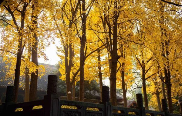 �ļ����򡤶����ƴ���